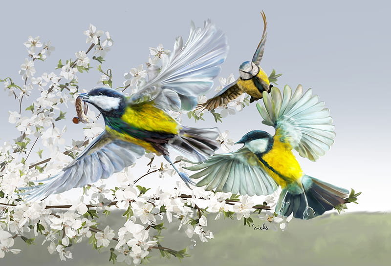 :), pitigoi, niels tieland, blue, art, wings, yellow, spring, blue tit, great tit, bird, pasari, flower, HD wallpaper