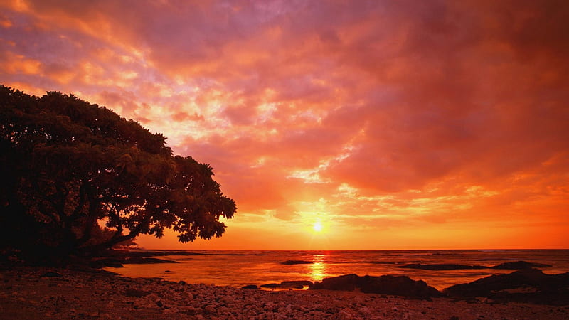 fiery sunset, red, beach, tree, sunset, clouds, HD wallpaper