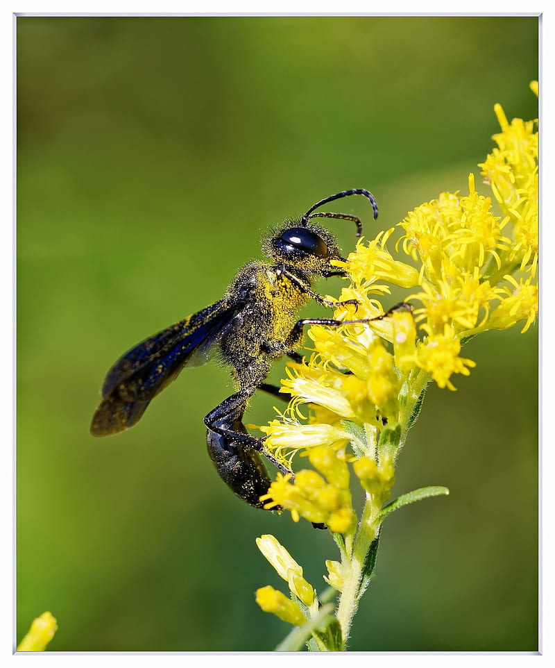 Black Wasp , bees, macro-, nature, flowers, bee, HD phone wallpaper