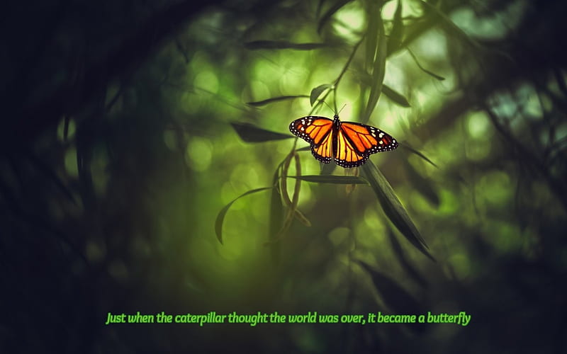 Just when the caterpillar thought.., caterpillar, wings, butterfly, quote, HD wallpaper