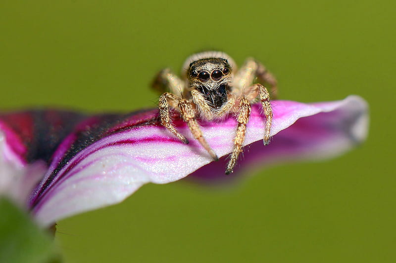 Macro of a Jumping Spider, flower, nature, spider, animals, HD wallpaper