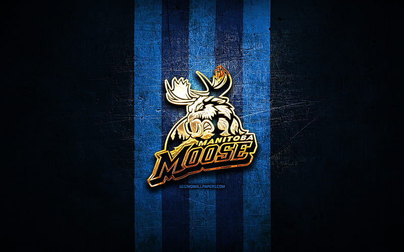Manitoba Moose, golden logo, AHL, blue metal background, american hockey team, American Hockey League, Manitoba Moose logo, hockey, USA, HD wallpaper