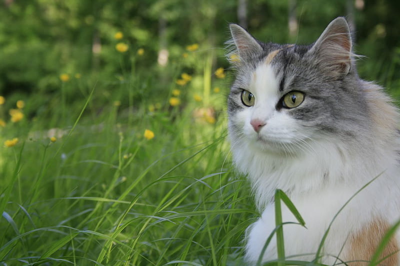 Exploring....., white grey, grass, cat, exploring, backyard, HD ...