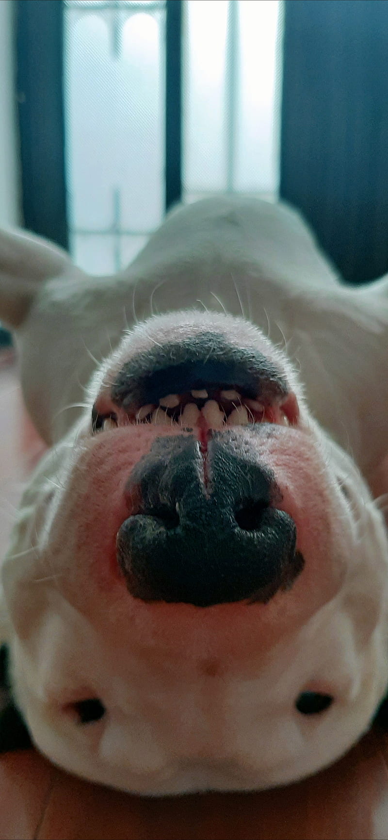 Bull terrier dog, animal, bull terrier, cabeza de perro, dog white, perro  al reves, Fondo de pantalla de teléfono HD | Peakpx