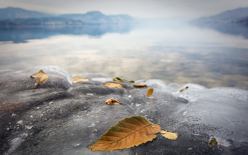 ice, leaves, lake, frozen lake, HD wallpaper