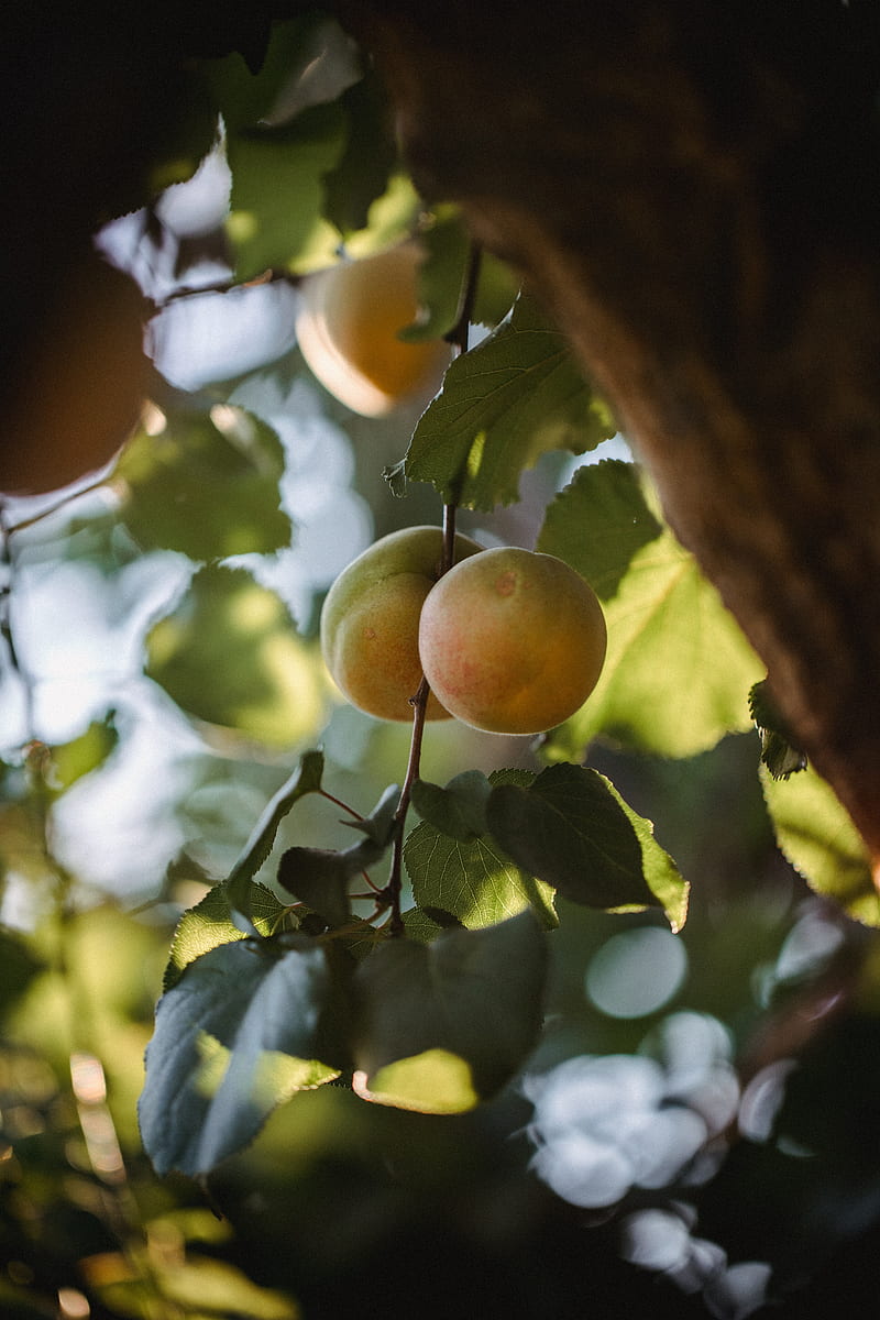 apricots, fruit, yellow, branch, leaves, HD phone wallpaper
