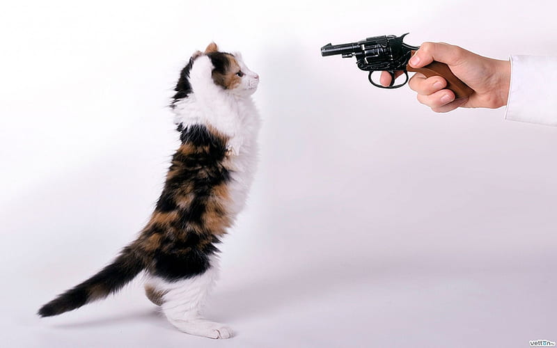 I give up!, cute, gun, hand, funny, cat, kitten, animal, pisica, HD wallpaper