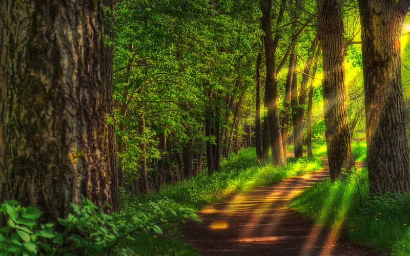 Sunlight, pretty, summer time, grass, woods, bonito, magic, leaves, splendor, green, path, beauty, way, road, light, amazing, forest, lovely, romantic, view, romance, trees, tree, rays, peaceful, summer, nature, walk, HD wallpaper
