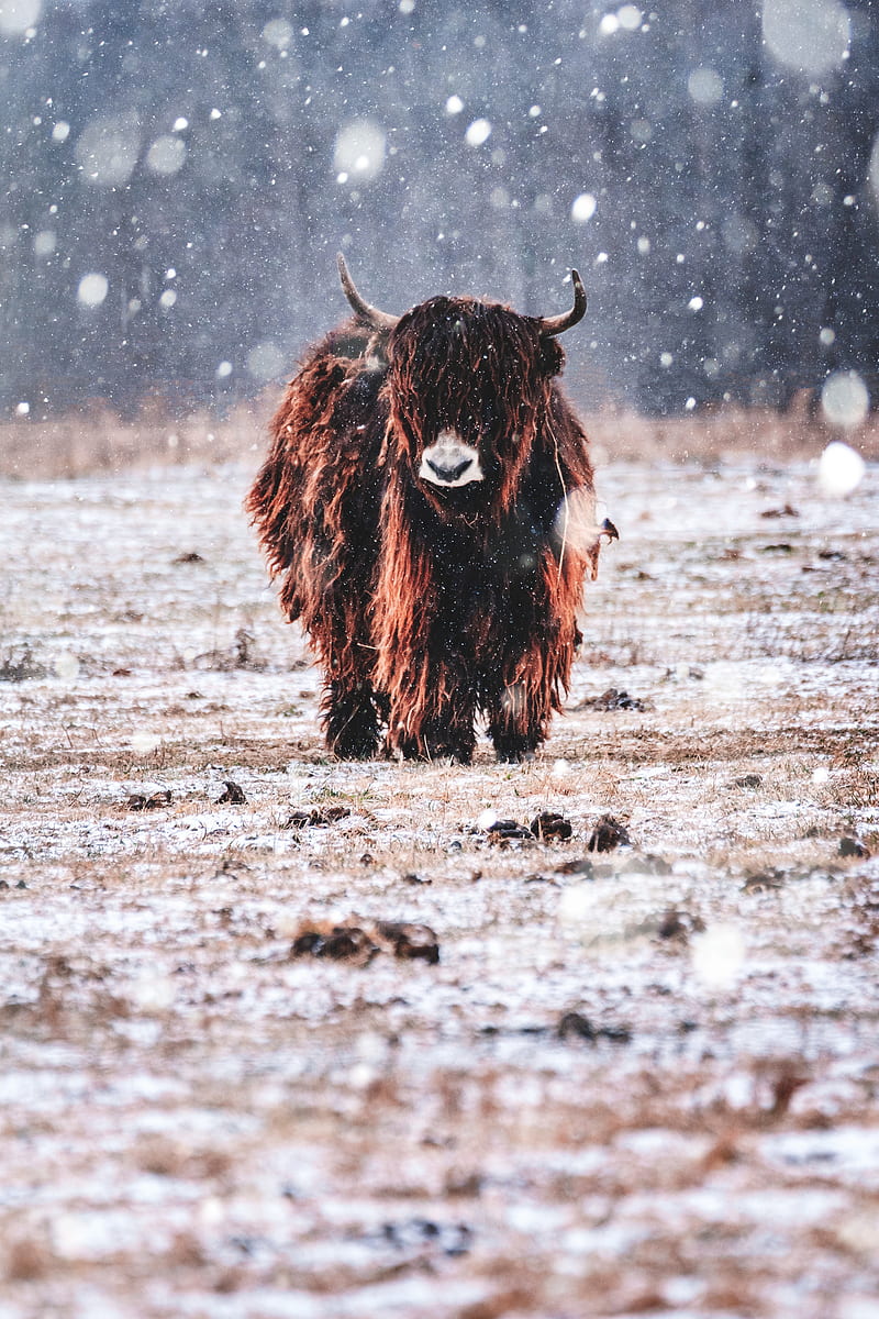 nature, bison, snow, animals, yaks, HD phone wallpaper