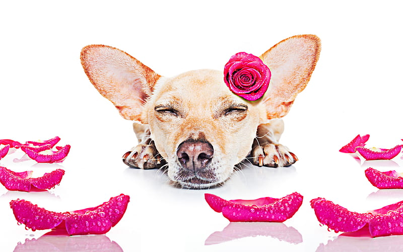 Corgi purple rose, dog with flowers, pets, Welsh Corgi, dogs, cute animals, Corgi Dog, HD wallpaper