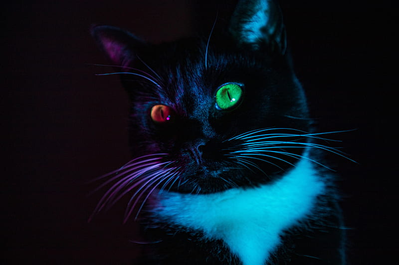 cat, heterochromia, eyes, colorful, view, HD wallpaper