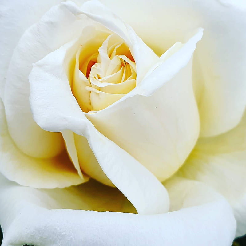 White rose, flowers, rose, roses, white, yellow, HD phone wallpaper