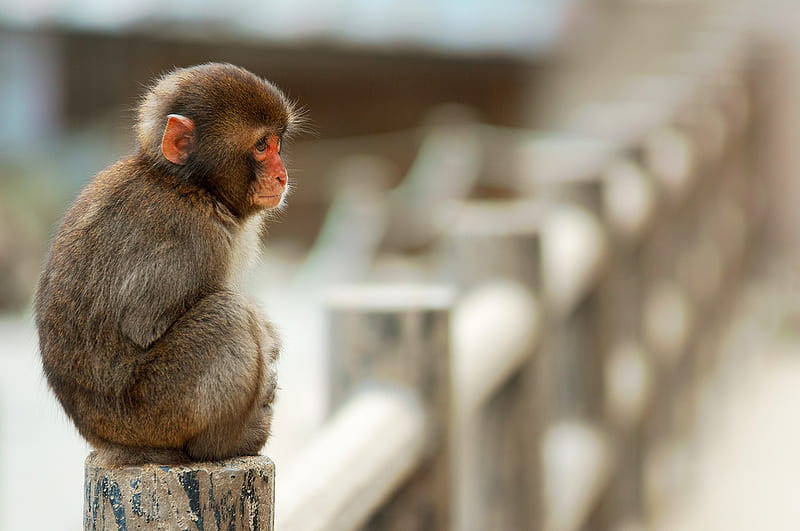Lonely Macaque Monkey, cute, monkey, sitting, lonely, macaque, HD wallpaper