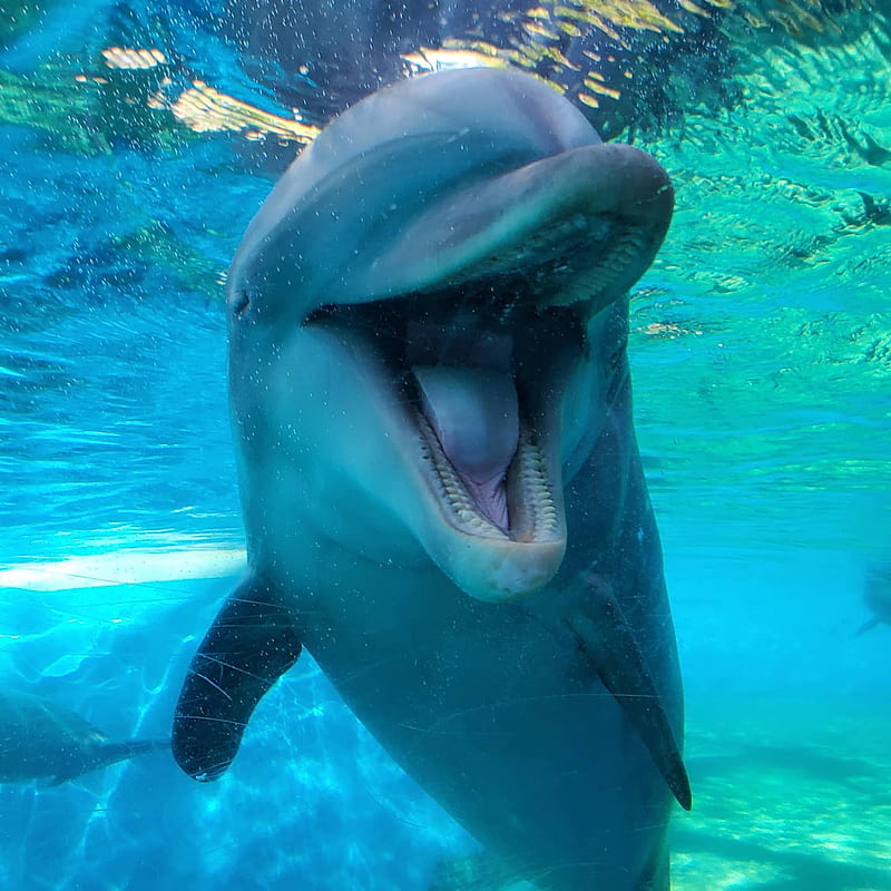Dolphin, bottlenose, dolphins, marinelife, seaworld, smile, water, HD phone wallpaper