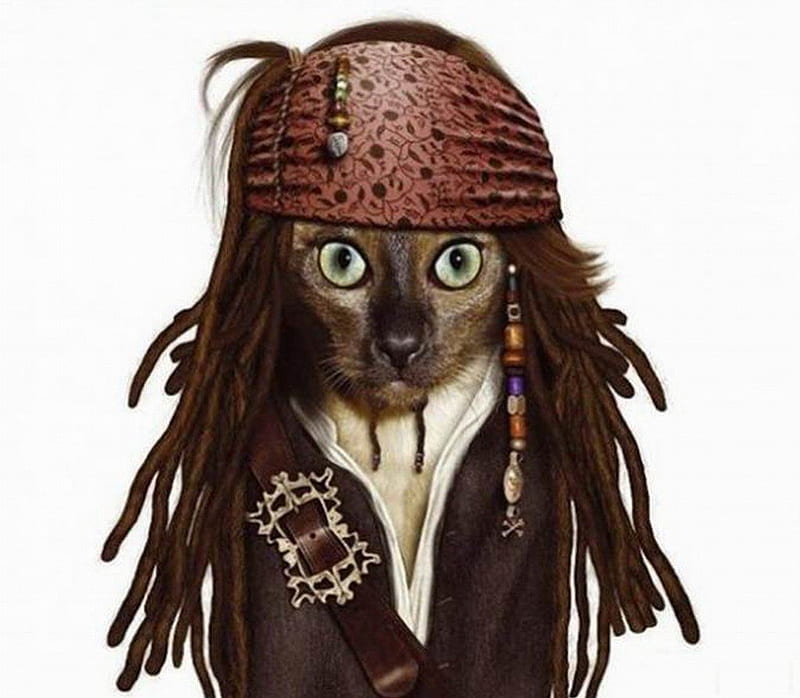 CAPTAIN JACK SPARROW IMPERSONATER, funny, cat, abstract, animal, HD  wallpaper | Peakpx