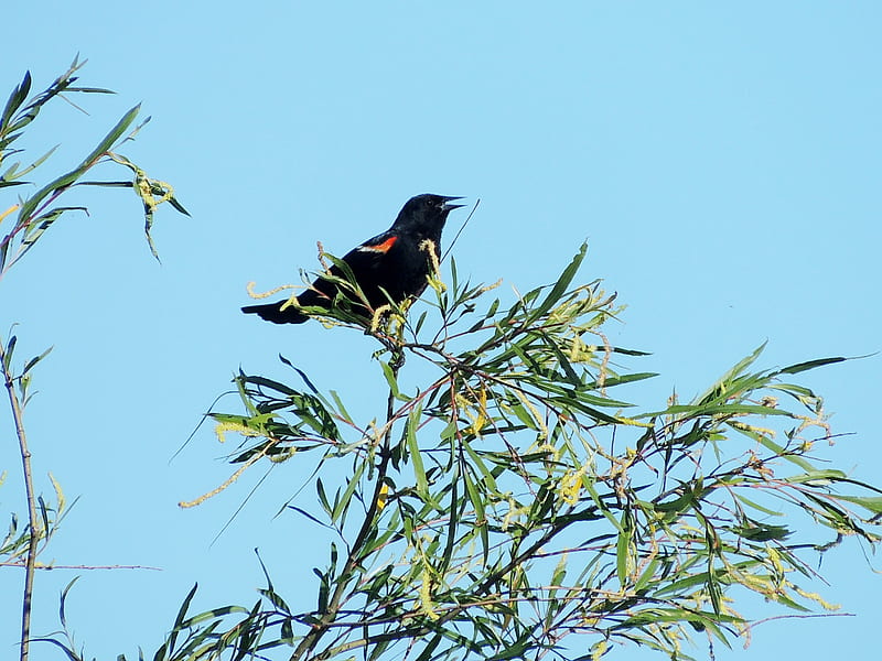 Red Winged Blackbird, Tree, Bird, Summer, Animal, graphy, HD wallpaper
