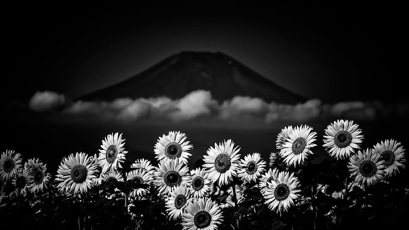 Black And White Of Sunflowers During Nighttime Flowers, HD wallpaper