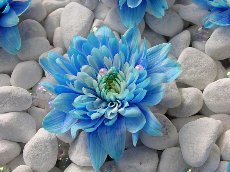 Blue...s, gerbera, beads, blue, pebbles, HD wallpaper