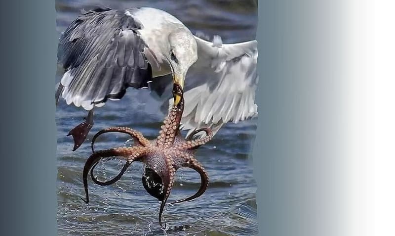Seagull and octopus, Animals, Mollusks, ornithology, malacology, Marine Animals, octopus, Seagull, Birds, zoology, HD wallpaper