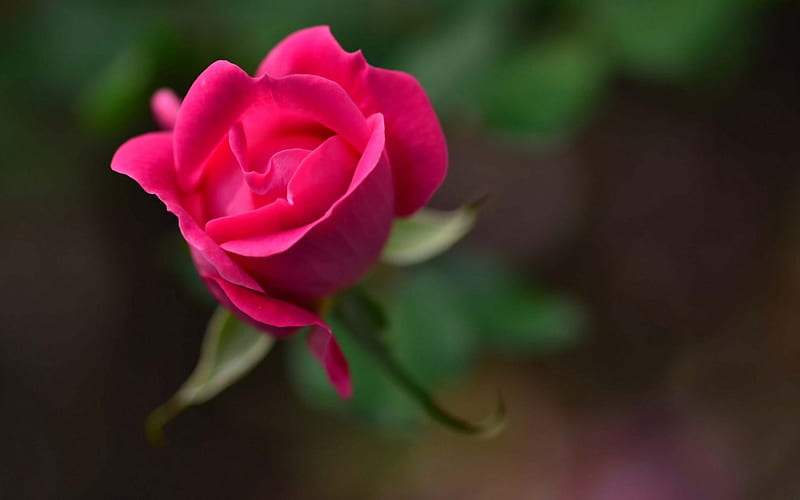 Rose, green, flower, bud, pink, HD wallpaper | Peakpx