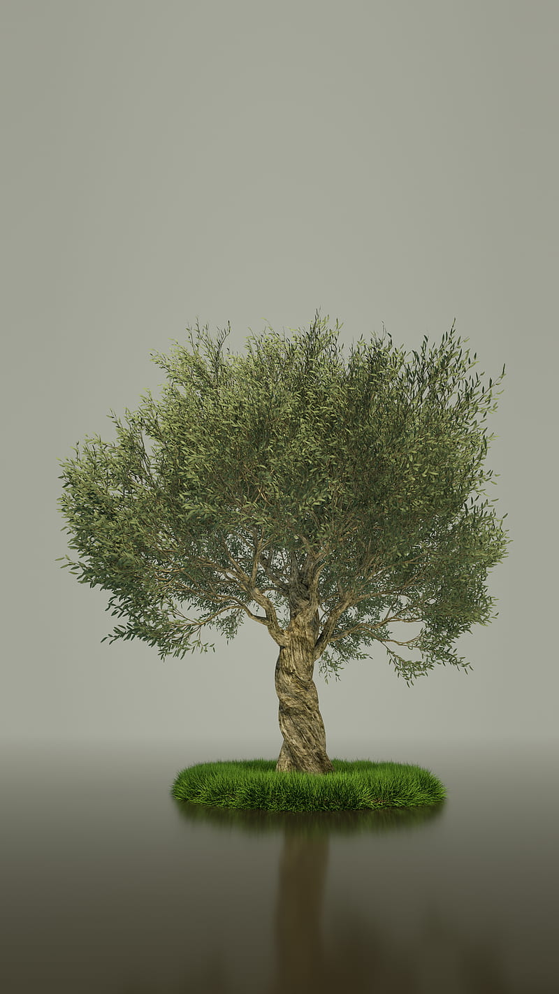 HD olive tree wallpapers  Peakpx