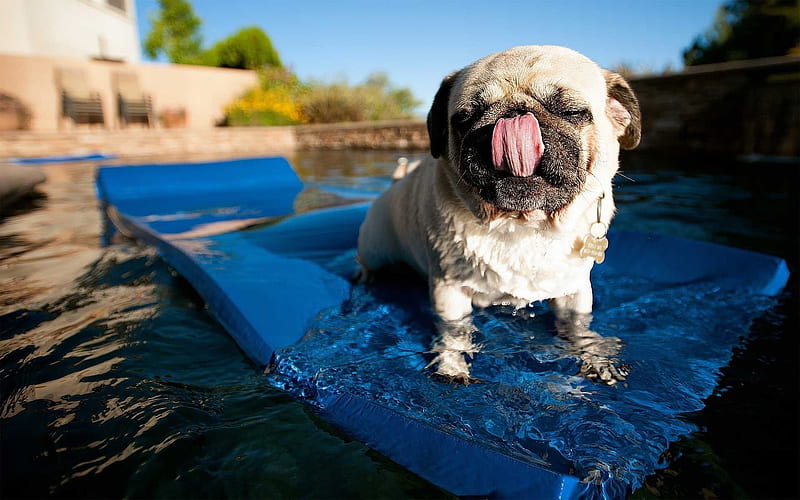 Pug Dog, pool, dogs, fuuny dog, cute animals, pets, Pug, HD wallpaper
