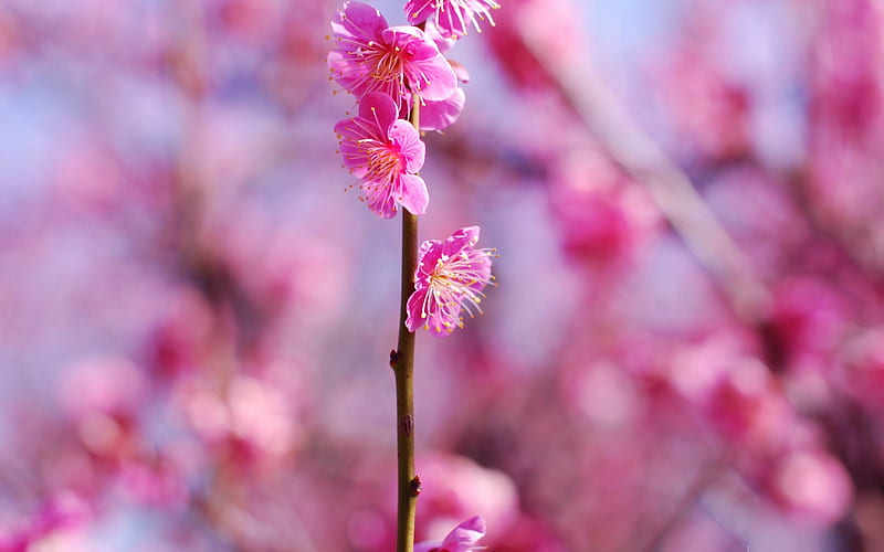 plum blossom-beauty spring, HD wallpaper