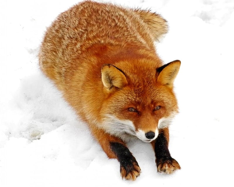 Resting fox, rest, snow, winter, red fox, HD wallpaper