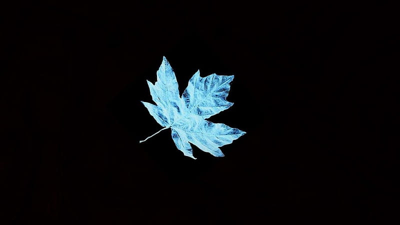 My Blue Leaf, black, leaves, blue, leaf, HD wallpaper | Peakpx