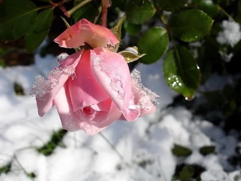 Winter Rose, rose, winter, water drops, ice, nature, green leaves, frozen, pink, frost, HD wallpaper