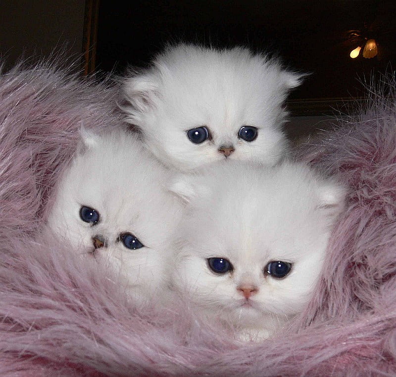 Blue Eyed Babies, graphy, kittens, white, cats, animals, HD ...