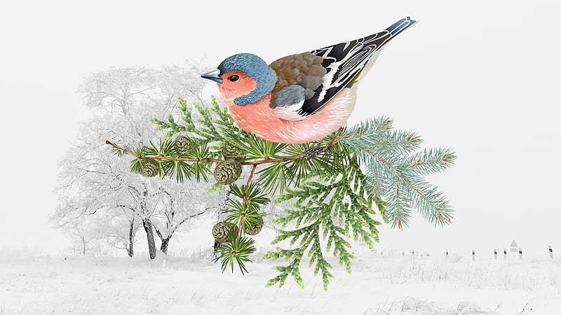Winter Finch, cones, collage, trees, finch, winter, pine, bird, snow, cedar, Firefox Persona theme, HD wallpaper