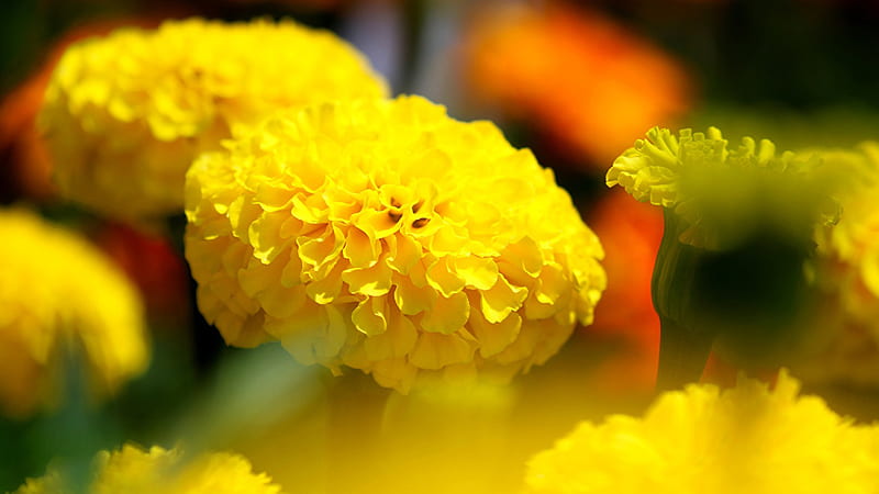 Acercamiento de las flores de crisantemo amarillo flores de desenfocado,  Fondo de pantalla HD | Peakpx