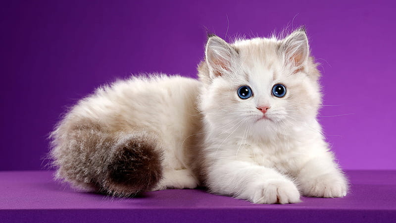 Cute White Cat Is Lying Down On A Table In A Purple Color Background Animals, HD wallpaper