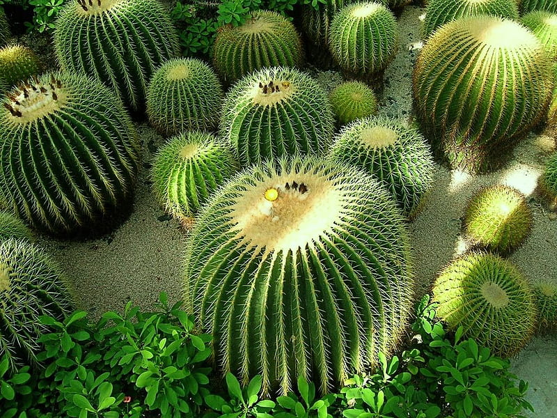 Cacti in the sun, desert, green, sunlight, plants, protection, cactus, spines, HD wallpaper