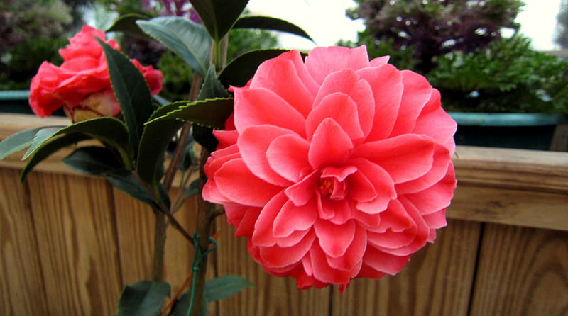 Camellia japonica, rojo, flores, ornamental, bonito, Fondo de pantalla HD |  Peakpx