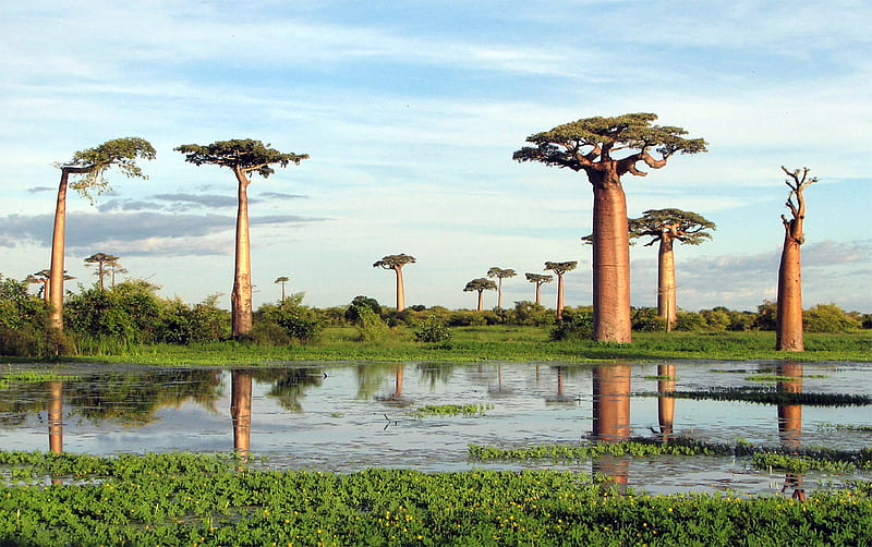 baobab-adansonia-grandidieri-group, porces, trees, sky, clouds, lake, baobabs, nature, reflections, landscape, blue, HD wallpaper