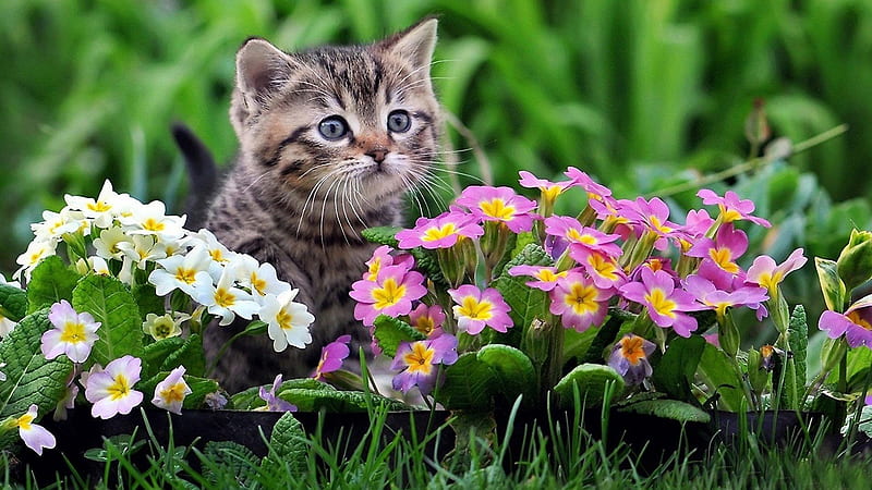 Cute Black And Brown Kitten Is Sitting On Green Grass Near Colorful Flowers In Green Blur Background Animals, HD wallpaper