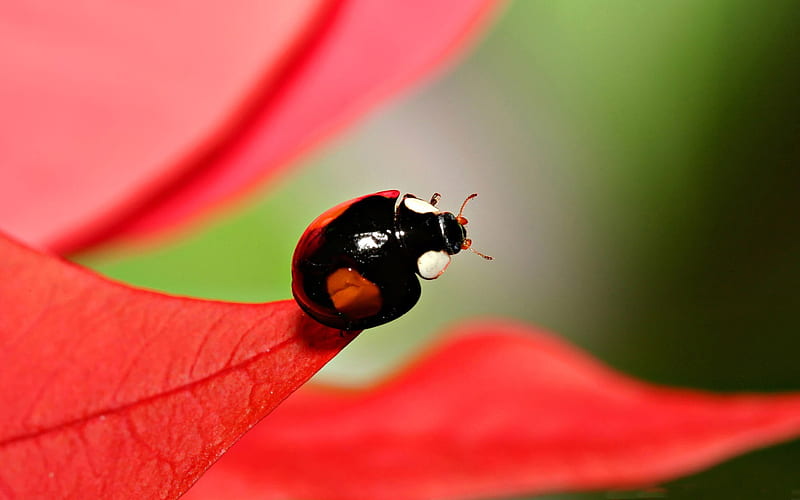 black beetles with red spots-all kinds of insects, HD wallpaper