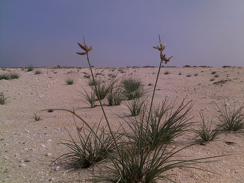 Hardy grass of the desert, ecology, desert, grass, nature, coastal, ecosystem, HD wallpaper