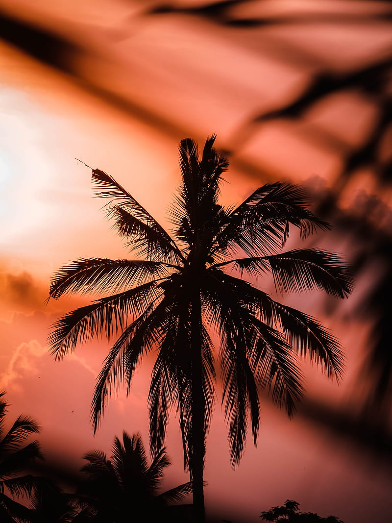 palm, silhouette, dark, dusk, sunset, HD phone wallpaper
