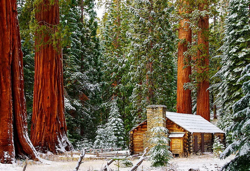 Mariposa Grove - a trip to see the Giant Sequoias of Yosemite National Park, cabin, trees, snow, california, HD wallpaper
