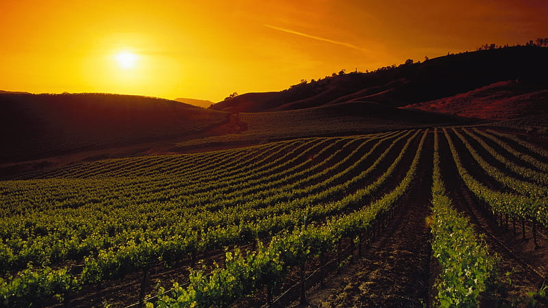 Napa Valley Vineyard at Sunset, Sky, California, Vineyards, Fields, Sunsets, Nature, HD wallpaper