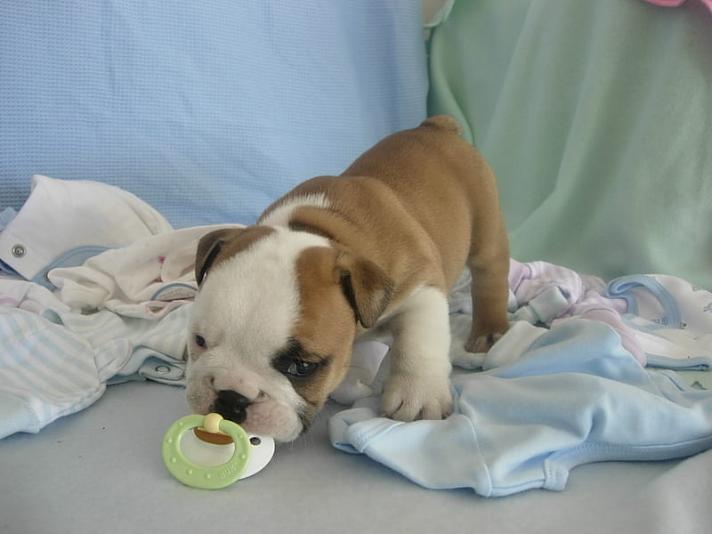 Cute Bulldog puppy, clothes, pacifier, funny, baby, puppy, HD wallpaper