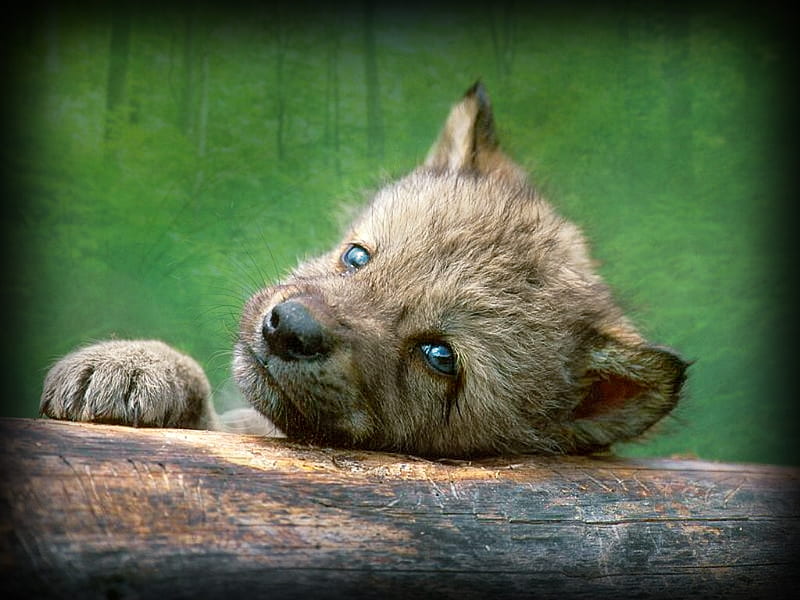 Spring wolf pup, bonito, canine, animal, wolf timber, friendship grey, grey wolf, dog, HD wallpaper