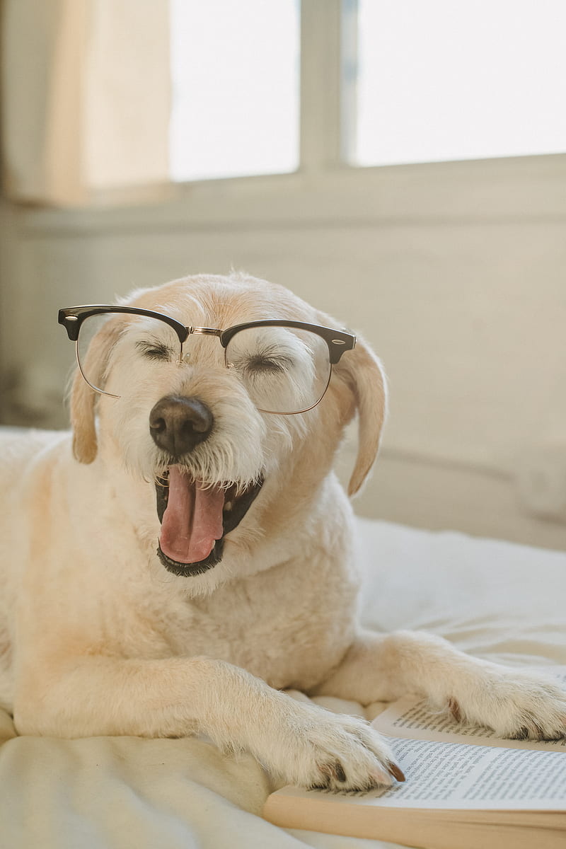 Cute dog in glasses yawning on bed, HD phone wallpaper