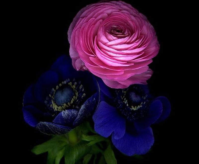Gorgeous Camellia, flowers, nature, pink, blue, camellia, HD wallpaper |  Peakpx