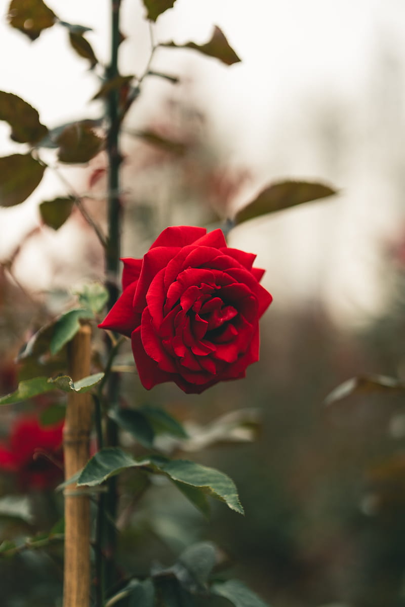 rose, flower, red, stem, leaves, HD phone wallpaper