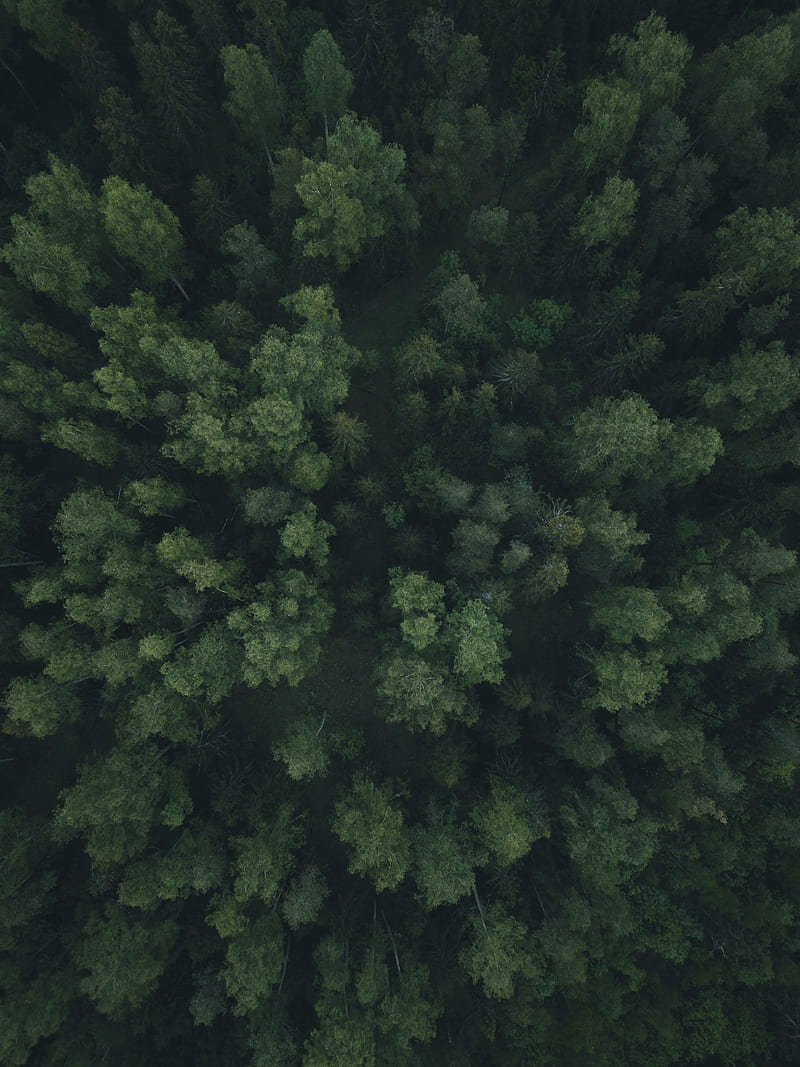 forest, trees, aerial view, green, path, HD phone wallpaper