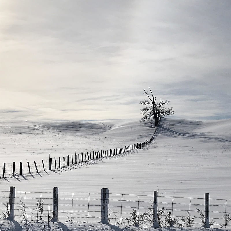 Lonely Tree In Snow Field, HD phone wallpaper